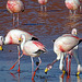 Flamingo's  in Lake Colorado-Chile