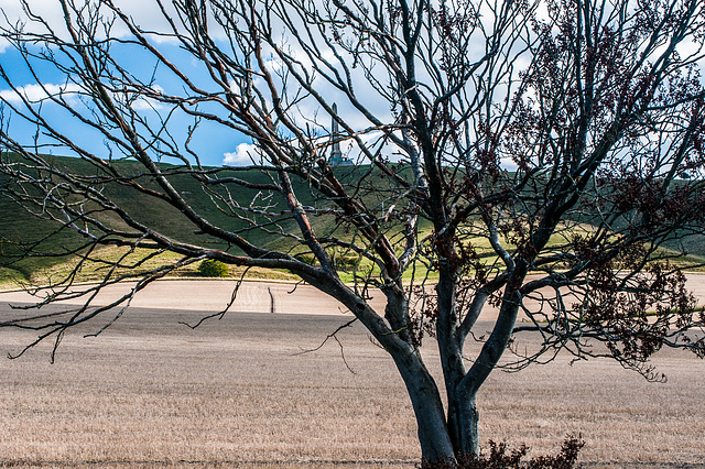 Cherhill Down, Wiltshire