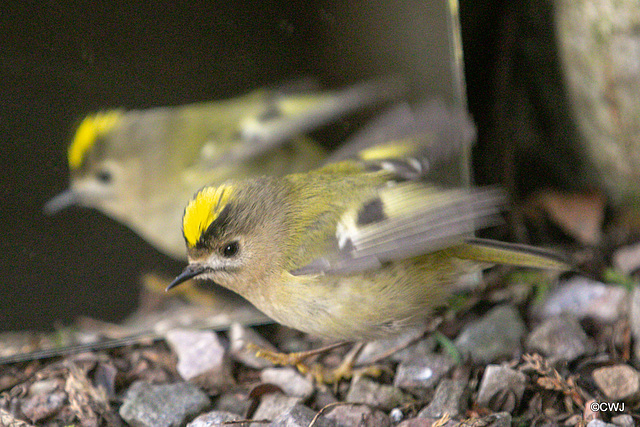 Goldcrest performing in front of a mirror