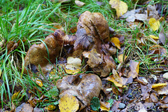 Diese Pilze sahen aus wie riesige Pfifferlinge