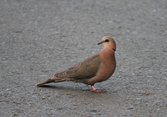 Red-eyed Dove