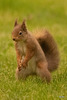 The Red Squirrel family back in action after the cold snap