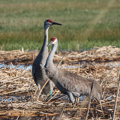 Sandhill Cranes