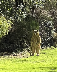 If you go down to the woods today...