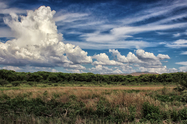 San Pedro Riparian National Conservation Area