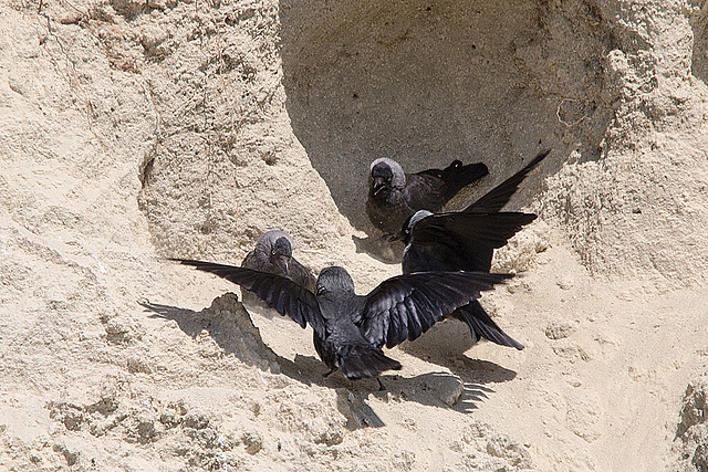 20170516 2860VRTw [A] Dohle (Corvus monedula), Neusiedler See, [Oslib-Rust]