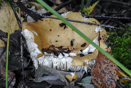20170923 2980CPw [D~MI] Zitronen-Täubling (Russula ochroleuca), Großes Torfmoor, Hille