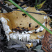 20170923 2980CPw [D~MI] Zitronen-Täubling (Russula ochroleuca), Großes Torfmoor, Hille