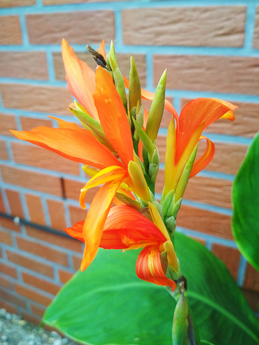 Canna-Blüte