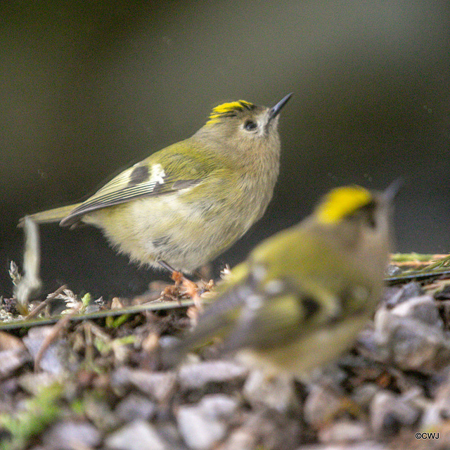 Goldcrest performing in front of a mirror