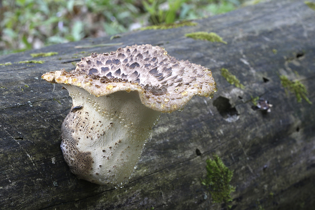 Dryad's Saddle