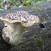 Dryad's Saddle