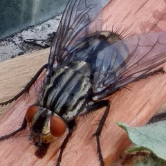 Fly on an ice lolly stick.