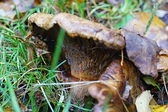 Diese Pilze sahen aus wie riesige Pfifferlinge