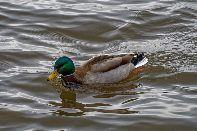 Mallard