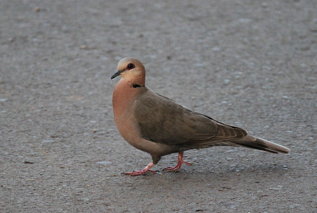 Red-eyed Dove