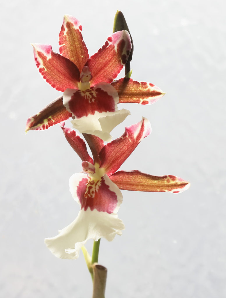 OrchidDC IMG 9781