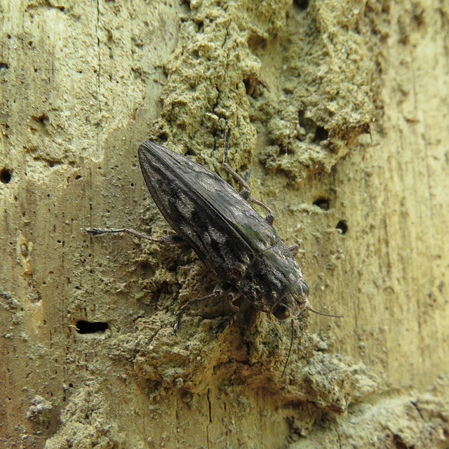 Woodborer