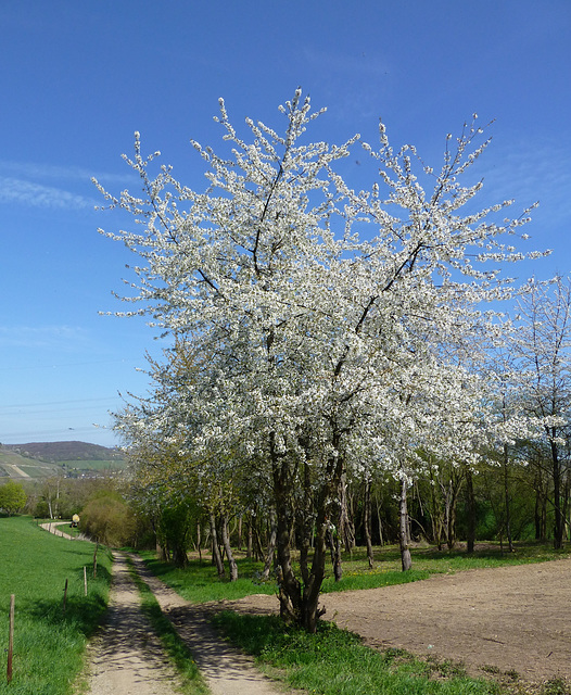 Rund um Heimersheim