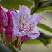 Pacific Rhodedendron at Honeyman State Park (+5 insets)