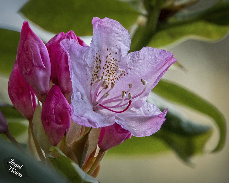 Pacific Rhodedendron at Honeyman State Park (+5 insets)