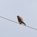 Kestrel