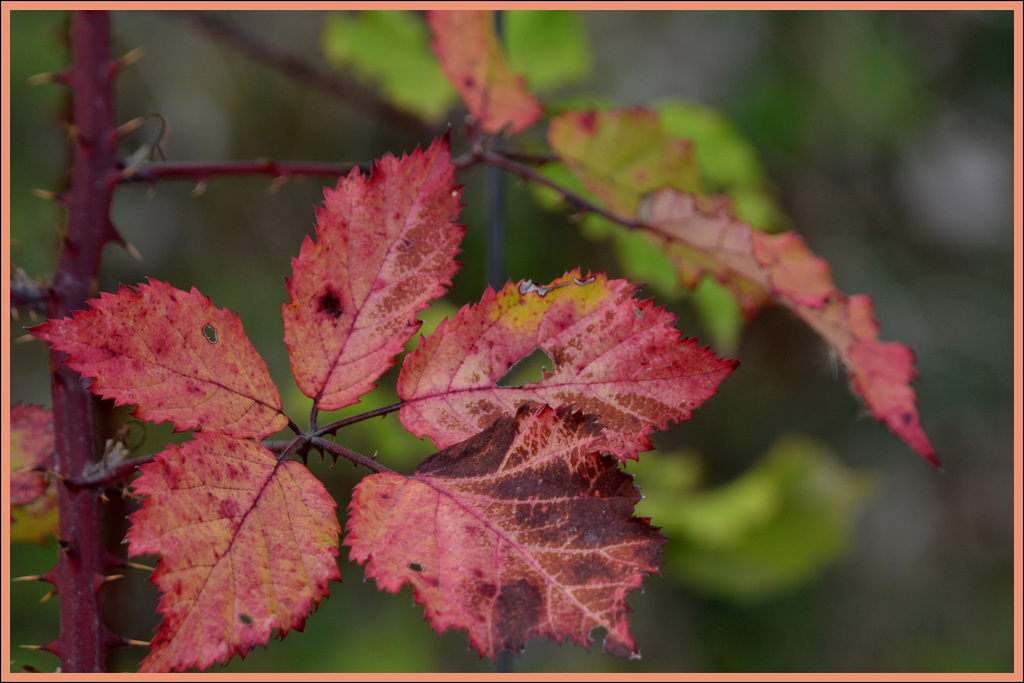 Rosaceae  (black berry)