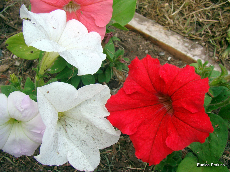 Petunias