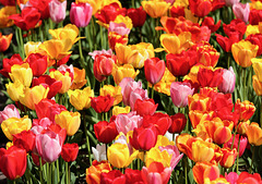 Tulpen Tulpen