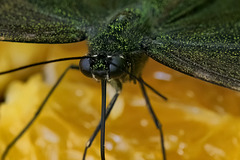 Butterfly Butterfly