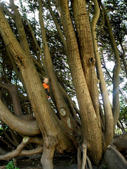 Feral boy in tree