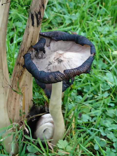 champignon fâné