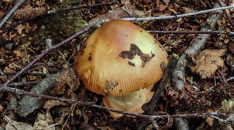 20170923 2982CPw [D~MI] Rotbrauner Streifling (Amanita fulva), Großes Torfmoor, Hille