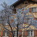 Vorarlberg, Tree Covered with Snow in Au Town