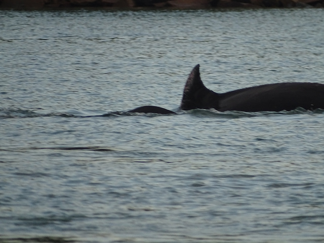 DSC04975 - boto-da-tainha Tursiops truncatus gephyreus, Cetaceae