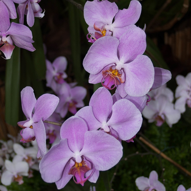 Phalaenopsis