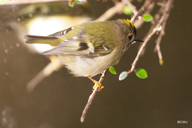 The Goldcrest family are back in residence