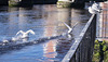 Fighting Swans on the River Leven
