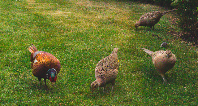 Suppertime for the pheasant family