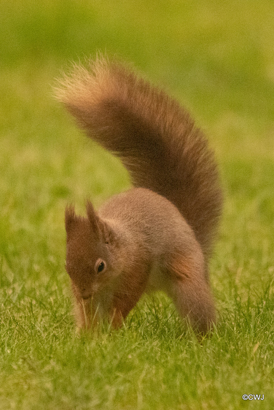 The Red Squirrel family back in action after the cold snap