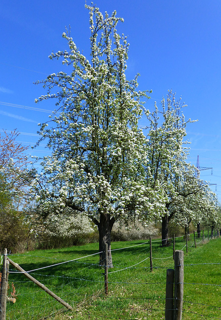 Rund um Heimersheim