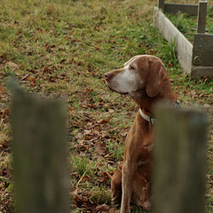 The Old Dog and the Fence