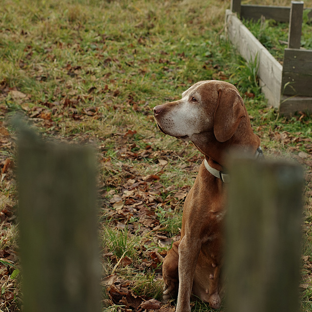 The Old Dog and the Fence