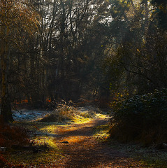 Path to the bench!