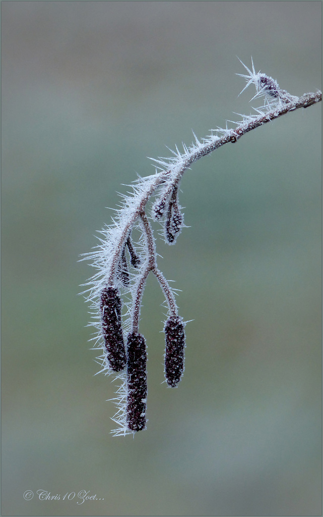 Winter dressed Alder catkins...