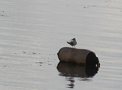 Whiskered Tern on Lake Tana