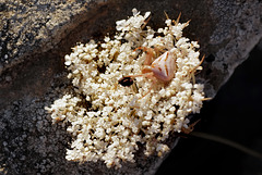 Misumena vatia? Thomisus onustus? on Daucus carota