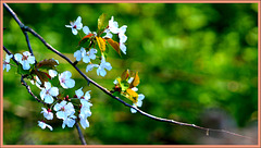 Cherry blossom