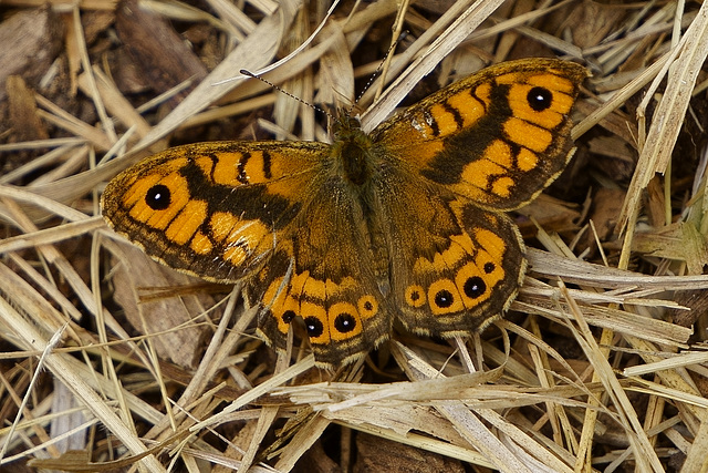 Mauerfuchs ♂ im trockenen Gras