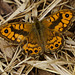 Mauerfuchs ♂ im trockenen Gras